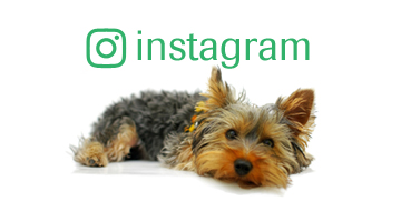 インスタグラム