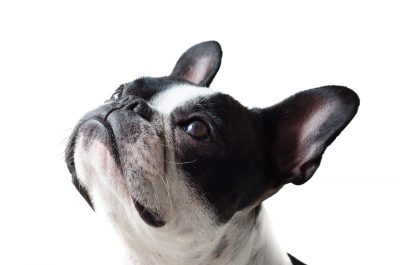 犬のしつけ・トレーニングでお悩みの方へ