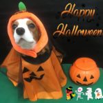 【ハロウィン】はなちゃん（キャバリア・キング・チャールズスパニエル）