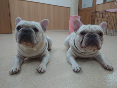 ご来店レッスン