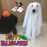 【ハロウィン】しゅんたくん（ホワイト・スイス・シェパード）