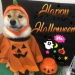 【ハロウィン】颯太くん（柴犬）