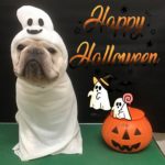 【ハロウィン】トムくん（フレンチブルドッグ）