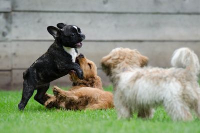 【地域限定】デイトレーニング(犬の幼稚園)