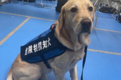 東京五輪での活動