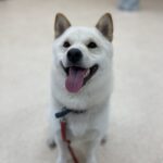 柴犬