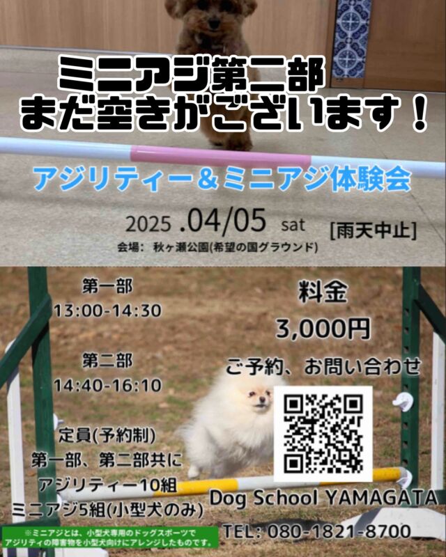 いよいよあと3日後に迫ったアジリティー、ミニアジ体験会in秋ヶ瀬公園🐶

アジリティーとミニアジの第一部は満席となりましたがミニアジの第二部はまだ3枠空きがございます✨

小型犬であれればどなたでもご参加できます！

お申込みはDMまたはお問い合わせフォーム(写真のQRコード)にて🙏

#アジリティー
#ミニアジ
#ミニアジリティー
#小型犬
#ミニチュアダックス
#トイプードル
#ポメラニアン
#パピヨン
#チワワ
#ミニチュアピンシャー
#マルプー
#マルチーズ
#ヨークシャーテリア
#ミニチュアシュナウザー
#シーズー