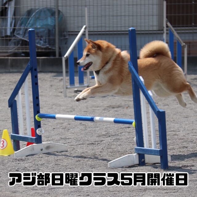 アジ部日曜クラス5月開催日のお知らせ

開催は以下の日程となります。

[2025年5月]

11日(日)
第一部　11:00〜12:30  満席
第二部　13:00〜14:30  満席

18日(日)
第一部　11:00〜12:30 満席
第二部　13:00〜14:30 満席

第一部、第二部ともに４組様限定となります。
(４組のグループレッスン)

※現在、ご新規様の受付を停止しております。

ご予約は先着順となります。

参加をご希望される方は当スクールにご連絡をお願いいたします。

#アジ部
#アジリティー
#レッスン
#ドッグスポーツ
#愛犬と楽しむ
#趣味