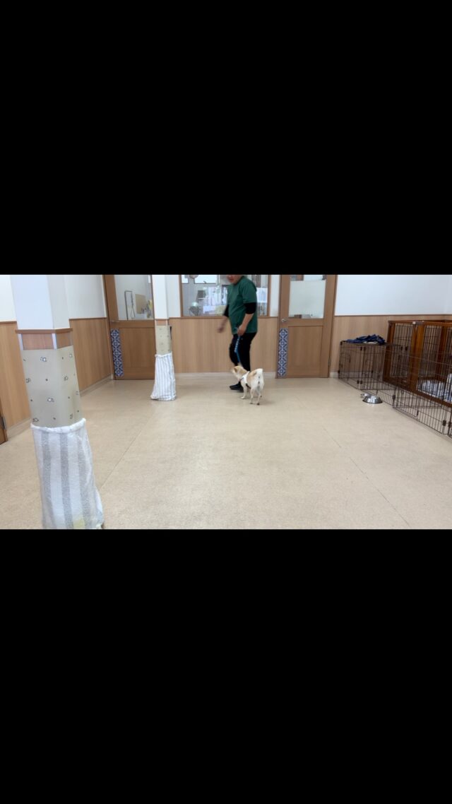 今日は雨だったので室内トレーニング✨

柴犬ちゃんは一緒に歩く練習👍

オヤツを見せなくても集中して歩くことができました😊

#柴犬
#室内トレーニング
#犬の保育園
#犬の幼稚園
#調布 
#狛江 
#世田谷