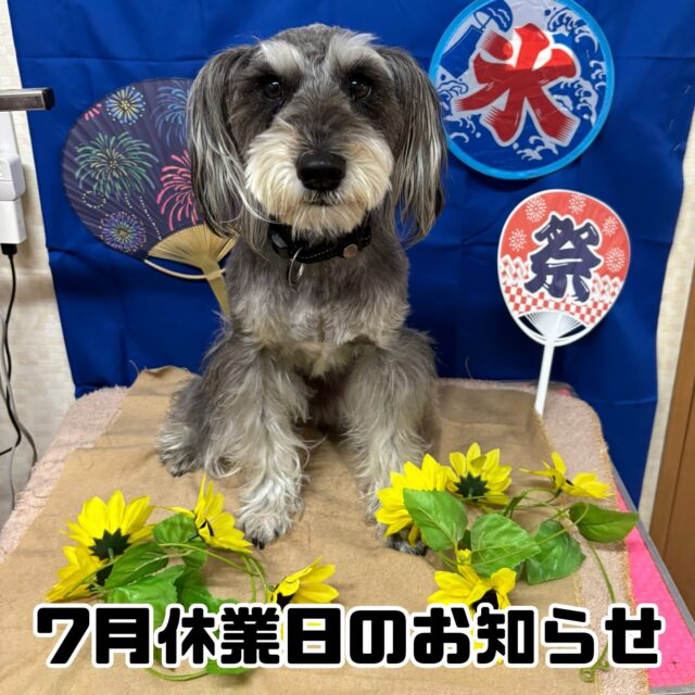 いつも当スクールをご利用いただきまして誠にありがとうございます。

当スクールでは以下の日程を臨時休業とさせていただきます。

[7月]

23日　会合出席のため

お伝えするのが遅くなり申し訳ありません。

お客様にはご迷惑をおかけしますが何卒ご理解のほどよろしくお願いいたします。

#臨時休業
#お休み
#犬の保育園
#犬の幼稚園
#調布
#狛江
#世田谷
#ミニチュアシュナウザー