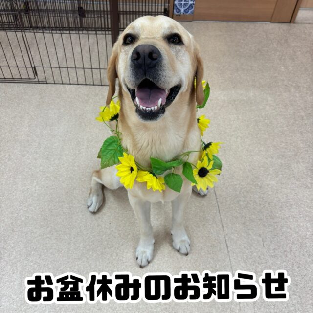 いつも当スクールをご利用いただきまして誠にありがとうございます。

当スクールでは下記の期間、お盆休みとさせていただきます。

お休み期間：　8月9日(土)～15日（金）

お盆休み中も電話、メール、LINE等はできる限りご対応させていただきます。