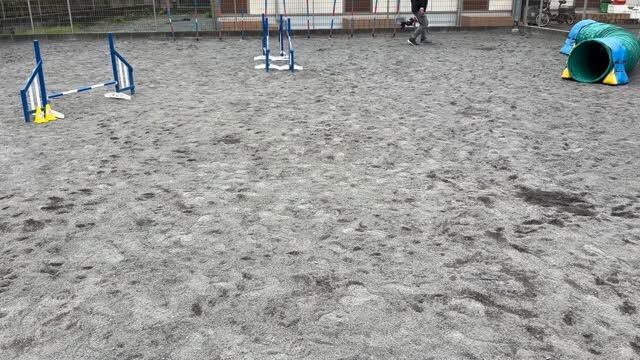 アジ部レッスンのミニピンちゃん✨

久しぶりのアジリティーでしたが素晴らしい走りを見せてくれました👍

16日（日）のアジリティーレッスンは第二部が1枠空いております。

初心者の方も大歓迎です。

参加をご希望される方はご連絡をお願いいたします。

アジ部アカウント
@dogschoolyamagata_agilityclass 

#アジリティー
#アジ部
#稲城
#川崎
#町田
#狛江
#調布