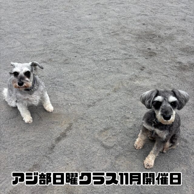 アジ部日曜クラス11月開催日のお知らせ

開催は以下の日程となります。

[2025年11月]

16日(日)
第一部　11:00〜12:30 
第二部　13:00〜14:30 

30日(日)
第一部　11:00〜12:30 
第二部　13:00〜14:30 

第一部、第二部ともに４組様限定となります。
(４組のグループレッスン)

ご予約は先着順となります。

参加をご希望される方は当スクールにご連絡をお願いいたします。

#アジ部
#アジリティー
#レッスン
#ドッグスポーツ
#愛犬と楽しむ
#趣味