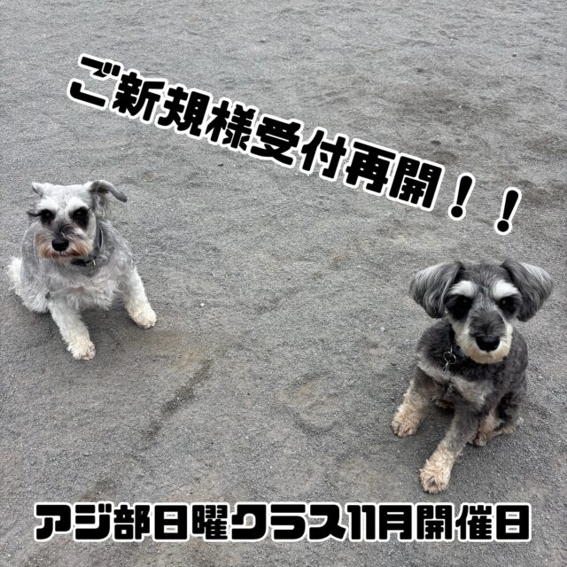 ご新規様受付再開のお知らせ

長らくご新規様の受付を停止しておりましたアジ部日曜クラスですが11月よりご新規様の受付を再開いたします。

11月の開催日

16日
第一部　11:00〜12:30 満席
第二部　13:00〜14:30 残り1枠

30日
第一部　11:00〜12:30 満席
第二部　13:00〜14:30 満席

ご予約が埋まり次第ご新規様の受付を停止させていただきます。

ご予約、お問合せは当スクールまでご連絡をお願いいたします。

※新たな規約として日曜クラスご参加のお客様で半年以上ご利用の無いお客様はご新規扱いとさせていただきますのでご了承ください。

#町田
#川崎
#麻生区
#多摩区
#稲城
#狛江
#調布
#アジリティー
#アジ部