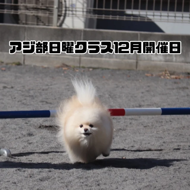 アジ部日曜クラス12月開催日のお知らせ

開催は以下の日程となります。

[2025年12月]

14日(日)
第一部　11:00〜12:30  満席
第二部　13:00〜14:30  満席

28日(日)
第一部　11:00〜12:30  満席
第二部　13:00〜14:30  満席

第一部、第二部ともに４組様限定となります。
(４組のグループレッスン)

ご予約は先着順となります。

また、21日(日)の走行会も参加者募集中です。

参加をご希望される方は当スクールにご連絡をお願いいたします。

#アジ部
#アジリティー
#レッスン