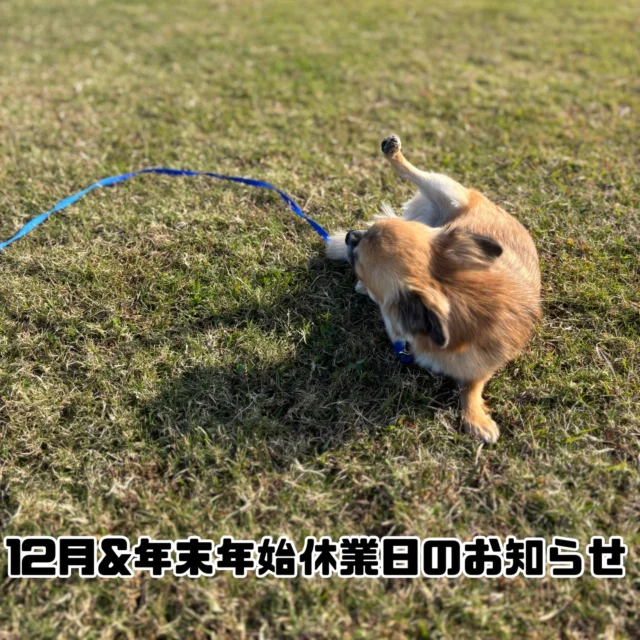 いつも当スクールをご利用いただきまして誠にありがとうございます。

当スクールでは以下の日程を臨時休業、年末年始の休業とさせていただきます。

[12月]

17日(水)〜18日(木) 諸事情により

19日(金)〜21日(日) 埼玉出張のため

[年末年始休業日]

2025年12月30日(火)〜2026年1月5日(月)

12月はお休みが多くなりご利用のお客様にはご迷惑をおかけしますが何卒ご理解のほどよろしくお願いいたします。

#臨時休業
#休業日
#年末年始