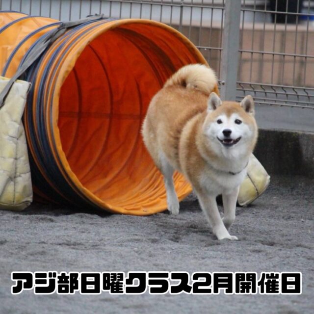 アジ部日曜クラス2月開催日のお知らせ

開催は以下の日程となります。

[2026年2月]

8日(日)
第一部　11:00〜12:30 
第二部　13:00〜14:30 

22日(日)
第一部　11:00〜12:30 
第二部　13:00〜14:30 

第一部、第二部ともに４組様限定となります。
(４組のグループレッスン)

ご予約は先着順となります。

参加をご希望される方は当スクールにご連絡をお願いいたします。

※現在、ご新規様の受付を停止しております。

#アジ部
#アジリティー
#レッスン
#ドッグスポーツ
#愛犬と楽しむ趣味