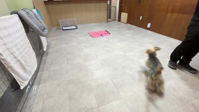 インターホンが鳴ったら自発的にマットに乗るトレーニング✨

だいぶ覚えてきました😃

#インターホン
#無駄吠え
#マット
#mix犬
#ダックスヨーキー