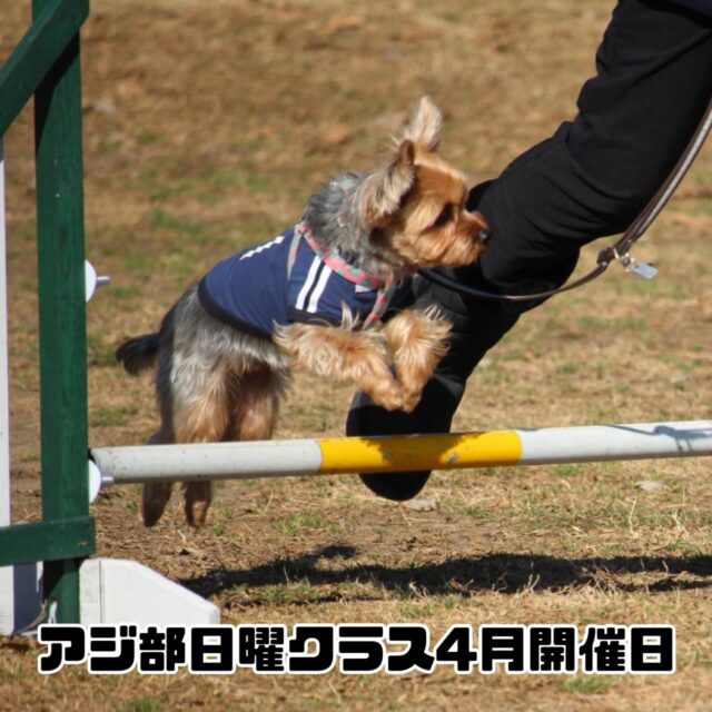 アジ部日曜クラス4月開催日のお知らせ

開催は以下の日程となります。

[2026年4月]

12日(日)
第一部　11:00〜12:30 
第二部　13:00〜14:30 

26日(日)
第一部　11:00〜12:30 
第二部　13:00〜14:30 

第一部、第二部ともに４組様限定となります。
(４組のグループレッスン)

ご予約は先着順となります。

参加をご希望される方は当スクールにご連絡をお願いいたします。

※現在、ご新規様の受付を停止しております。

#アジ部
#アジリティー
#レッスン