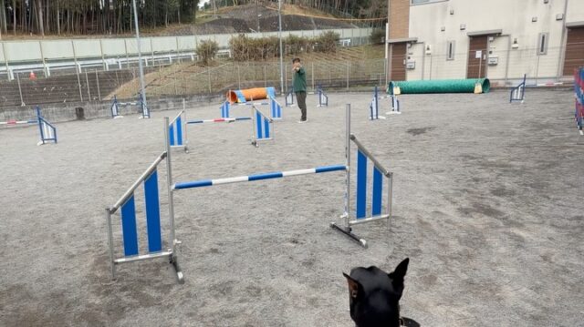 たまにはアジ部の活動報告を🐕

大型犬チームのアジリティー✨

今回初めてハードルの高さを45cm→55cmにアップ⤴️

みんなバーを落とさずクリアできました😃

[アジ部アカウント]
@dogschoolyamagata_agilityclass 

#ジャーマンピンシャー
#ボーダーコリー
#mix犬