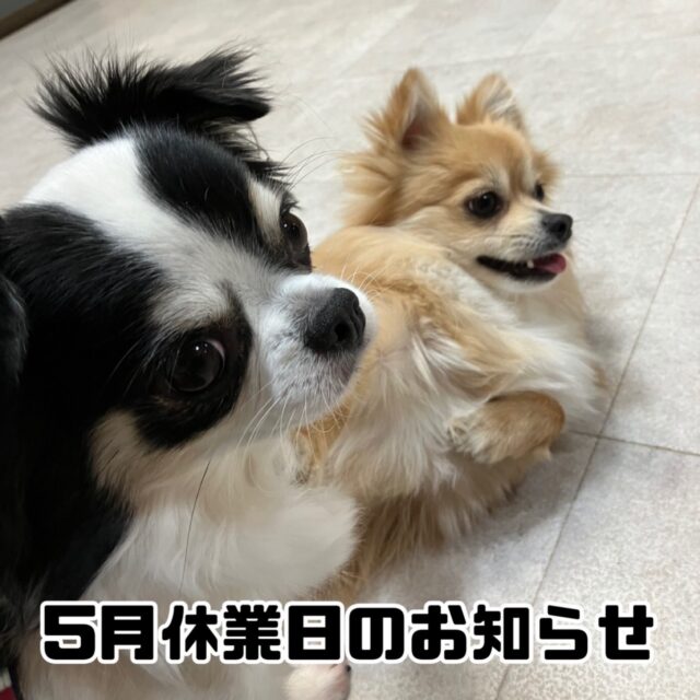 5月休業日のお知らせ

いつもスクールをご利用いただきまして誠にありがとうございます。

当スクールでは以下の日程を臨時休業とさせていただきます。

[5月]

7日(木) 諸事情のため

29日(金)〜30日(土) 神奈川出張のため

お客様にはご迷惑をおかけしますが何卒ご理解のほどよろしくお願いいたします。

#臨時休業
#お休み
#出張