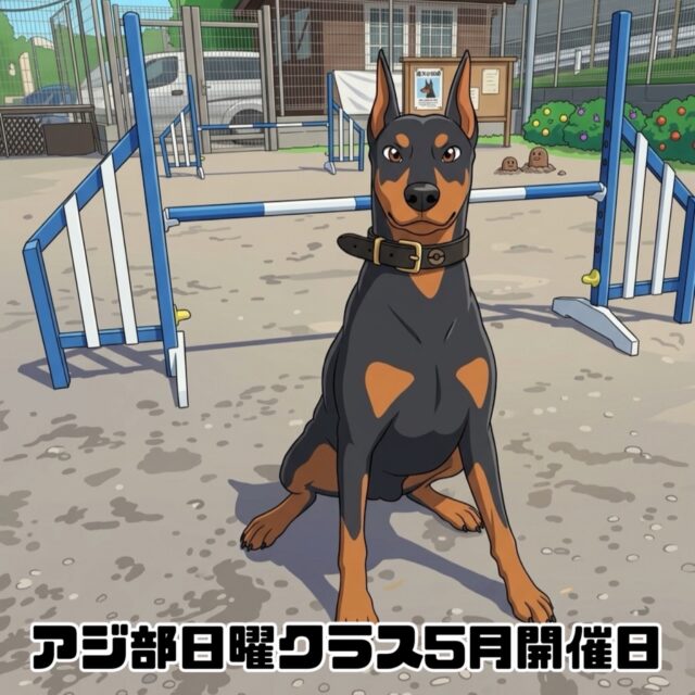 アジ部日曜クラス5月開催日のお知らせ

開催は以下の日程となります。

[2026年5月]

10日(日)
第一部　11:00〜12:30 
第二部　13:00〜14:30 

17日(日)
第一部　11:00〜12:30 
第二部　13:00〜14:30 

第一部、第二部ともに４組様限定となります。
(４組のグループレッスン)

ご予約は先着順となります。

参加をご希望される方は当スクールにご連絡をお願いいたします。

今後の暑さによっては前期最後のアジ部日曜クラスとなります🙇

※現在、ご新規様の受付を停止しております。

#アジ部
#アジリティー
#レッスン