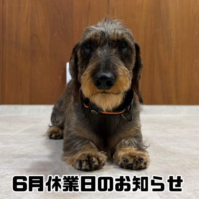 6月休業日のお知らせ

いつもスクールをご利用いただきまして誠にありがとうございます。

当スクールでは以下の日程を臨時休業とさせていただきます。

[6月]

6日(土)〜7日(日)  埼玉出張のため

28日(日) イベント参加のため

お客様にはご迷惑をおかけしますが何卒ご理解のほどよろしくお願いいたします。

#臨時休業
#お休み
#出張