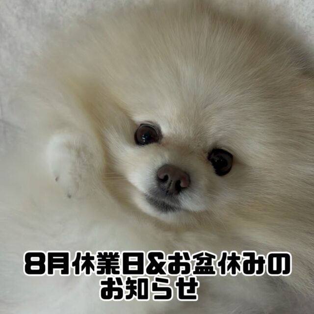 いつも当スクールをご利用いただきまして誠にありがとうございます。

当スクールでは以下の日程を臨時休業、お盆休みとさせていただきます。

[8月]

2日(日)  研修参加のため
8日(土)  店舗清掃のため

[お盆休み]

8月11日(火)〜8月16日(日)

なお、お盆休み期間中はペットホテルもお休みとさせていただきます。

#臨時休業
#休業日
#お盆