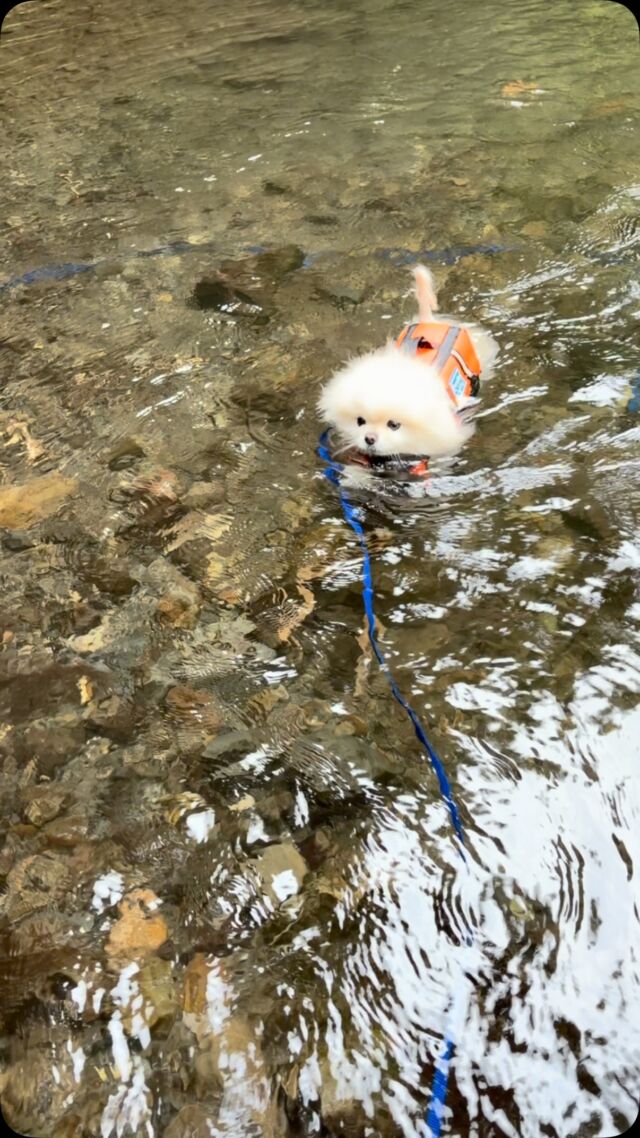 ベテランスイマーのポメラニアンちゃん🐶

川の流れに負けず私の元へ☺️

だがまだ泳ぎ足りないのか自らまた深場へ🤣

#ポメラニアン
#水泳部
#川遊び