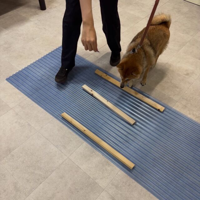 先日開催したチャリティーイベント🐶
前半はクレートトレーニングをしながらの座学、後半は同行避難に必要なトレーニングを行いました☺️

今回ご参加された方々、都合が悪く参加はできないけど寄付はさせてほしいと寄付をしてくださった方、ありがとうございました🙏

今回いただいたお金は熊本地震でペットの支援を行なっているピースウィンズジャパンさんに寄付させていただきました🐕🐈

チャリティーイベント第二弾も検討しておりますので開催が決まりましたらInstagramにて告知させていただきます！

#熊本地震
#震災
#寄付