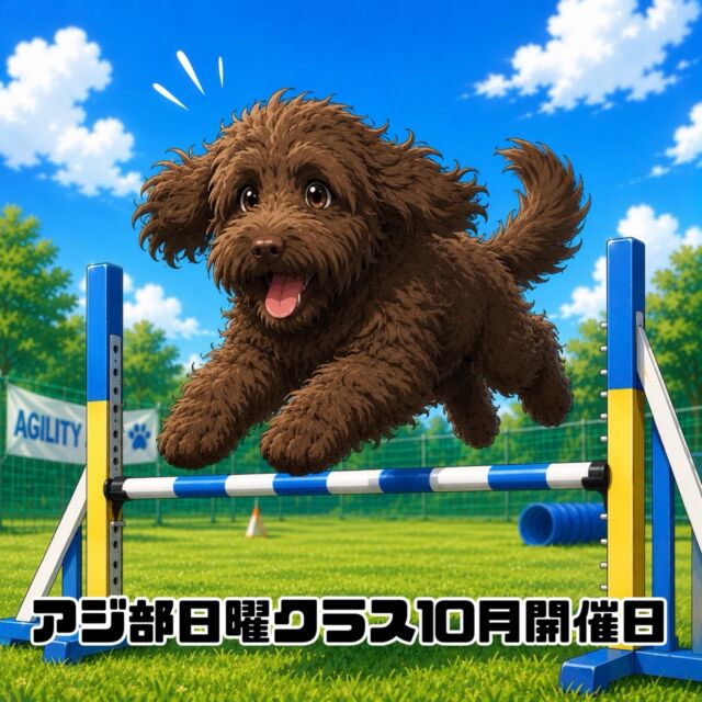 アジ部日曜クラス10月開催日のお知らせ

開催は以下の日程となります。

[2026年10月]

25日(日)
第一部　11:00〜12:30 
第二部　13:00〜14:30 

第一部、第二部ともに４組様限定となります。
(４組のグループレッスン)

ご予約は先着順となります。

10月は11日にアジ部in秋ヶ瀬を開催いたしますので1回開催となります。

参加をご希望される方は当スクールにご連絡をお願いいたします。

※現在、ご新規様の受付を停止しております。

#アジ部
#アジリティー
#レッスン