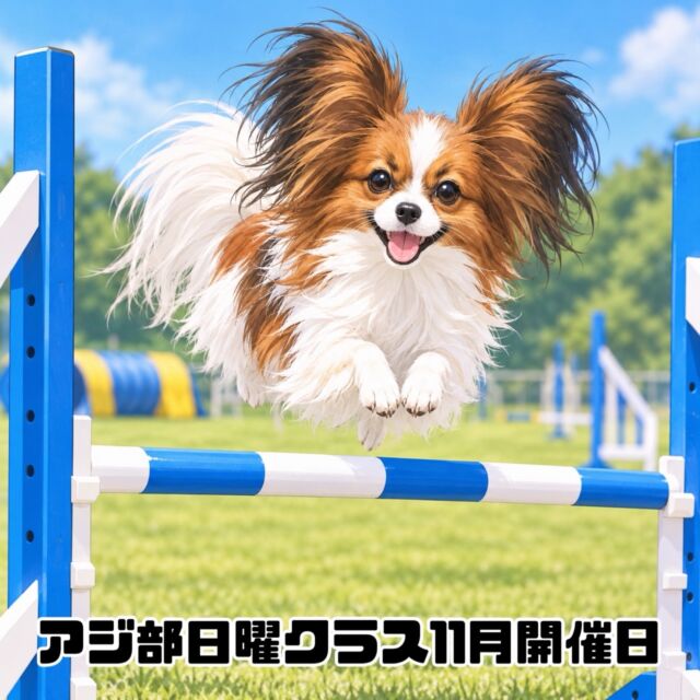 アジ部日曜クラス11月開催日のお知らせ

開催は以下の日程となります。

[2026年11月]

8日(日)
第一部　11:00〜12:30  満席
第二部　13:00〜14:30  残り1枠

29日(日)
第一部　11:00〜12:30  満席
第二部　13:00〜14:30  満席

第一部、第二部ともに４組様限定となります。
(４組のグループレッスン)

ご予約は先着順となります。

参加をご希望される方は当スクールにご連絡をお願いいたします。

※現在、ご新規様の受付を停止しております。

#アジ部
#アジリティー
#レッスン